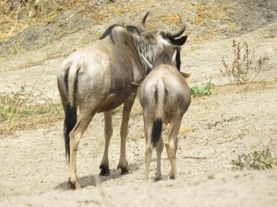 5 Days Tanzania big 5 safari Tour to Tarangire, Serengeti,Lake Manyara