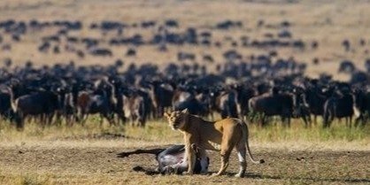 4 days Serengeti  migration safari tour