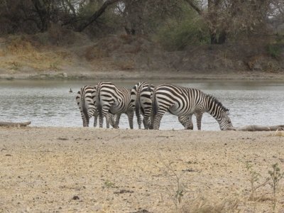 6 Days Tanzania Safari – Tarangire, Serengeti, Lake Manyara 6 Days Tanzania Safari – Tarangire, Serengeti, Lake Manyara