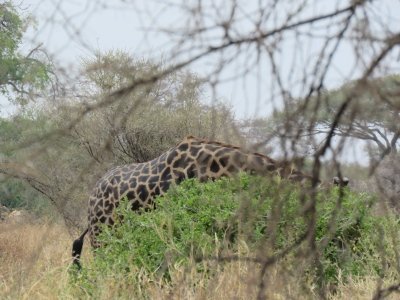 4 Days affordable Tarangire, Serengeti and Ngorongoro Crater Safar