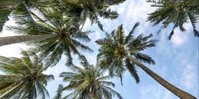 Amusement Park Tickets