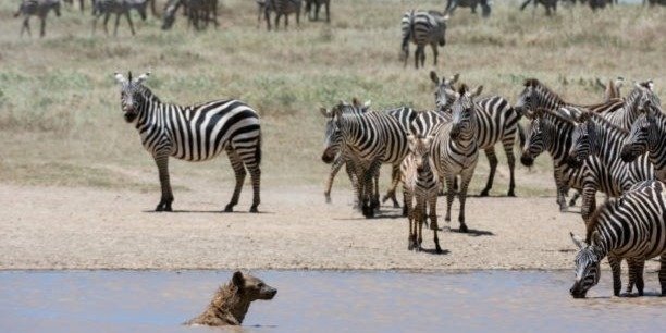 6 Days Tanzania supper luxury Lodge Serengeti migration Safari