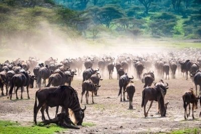 6 Days Tanzania supper luxury Lodge Serengeti migration Safari