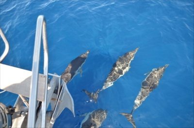 Private Charter of Ayla Sailing Yacht in Tenerife Private Charter of Ayla Sailing Yacht in Tenerife
