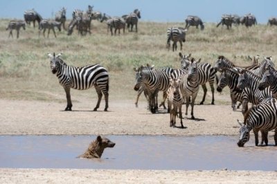 7 Days Popular Tanzania Serengeti migration Safari Tour in Northern