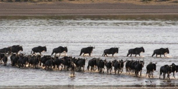 7 Days Popular Tanzania Serengeti migration Safari Tour in Northern