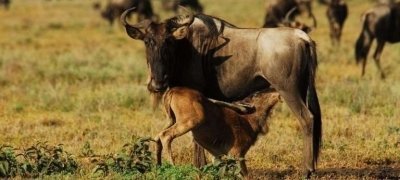 5 Days Tanzania Serengeti migration Calving Season Safari