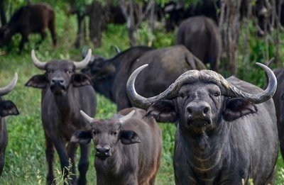 Game Drive And Rhino Walk Safari Game Drive And Rhino Walk Safari