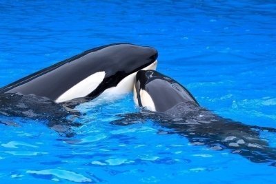 Loro Parque Tickets with Open Date to visit Loro Parque Tickets with Open Date to visit