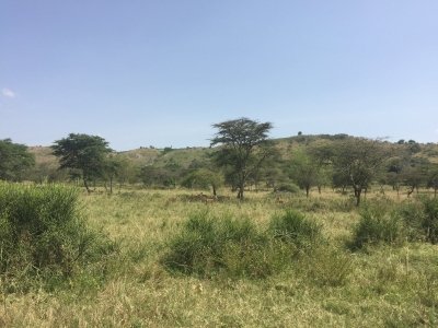 Uganda Gorilla & Safari Uganda Gorilla & Safari