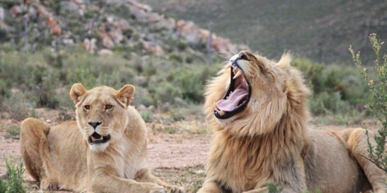 Aquila Safaris Big 5 full day. Cape Town