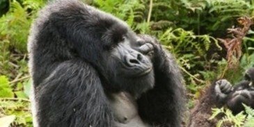 3Days Gorilla Trekking Safari in Bwindi impenetrable National park