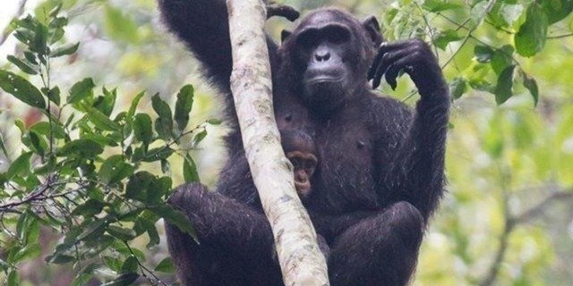 7 days gorilla , chimpanzee and Uganda safaris