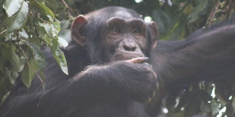4 DAYS CHIMPANZEE TREKKING IN KIBALE