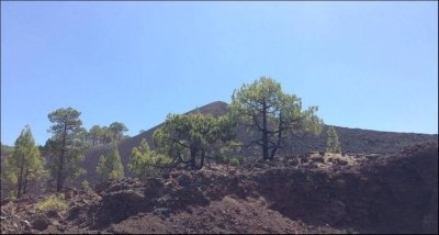 Volcano Chinyero Private Hiking Tour in Tenerife Volcano Chinyero Private Hiking Tour in Tenerife