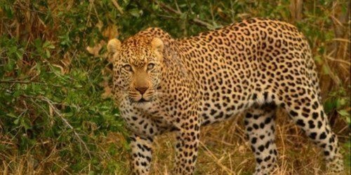 3 DAYS OF MASAI MARA AND LAKE NAKURU SAFARI.