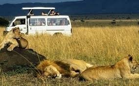 4 DAYS OF MASAI MARA AND LAKE NAKURU JEEP SAFARI.