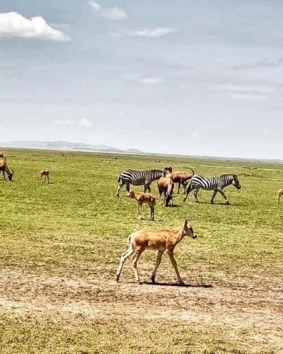 3 DAYS OF MAGNIFICENT AMBOSELI WILDLIFE SAFARI.