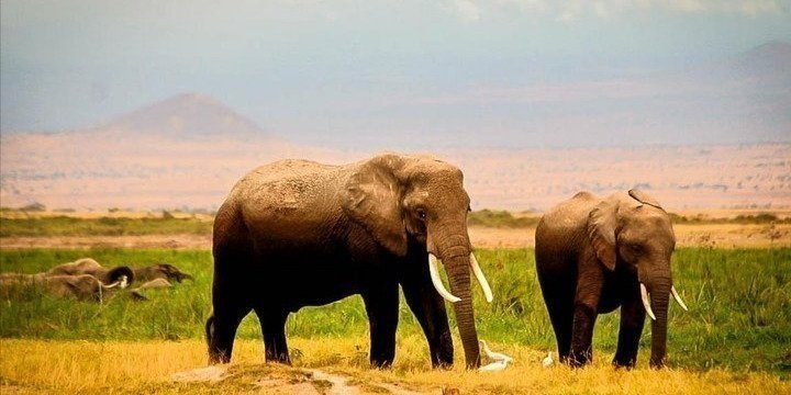 3 DAYS OF MAGNIFICENT AMBOSELI SAFARI.