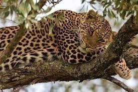 5 DAYS KENYAN WILDLIFE ADVENTURE SAFARI.