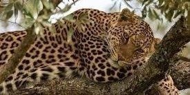 5 DAYS KENYAN WILDLIFE ADVENTURE SAFARI.