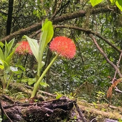 KILIMANJARO MACHAME ROUTE DAY HIKE PACKAGE KILIMANJARO MACHAME ROUTE DAY HIKE PACKAGE