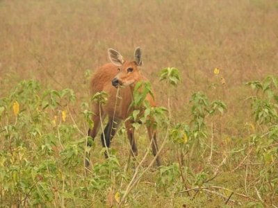 ONE DAY NGORONGORO CRATER DAY TRIP | TANZANIA SAFARI FROM ARUSHA ONE DAY NGORONGORO CRATER DAY TRIP | TANZANIA SAFARI FROM ARUSHA