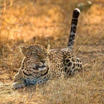 LAKE MANYARA NATIONAL PARK FULL DAY TOUR WITH LUNCH VACATION LAKE MANYARA NATIONAL PARK FULL DAY TOUR WITH LUNCH VACATION