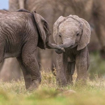 3 DAYS TANZANIA SAFARI | ARUSHA N.P, TARANGIRE & NGORONGORO CRATER 3 DAYS TANZANIA SAFARI | ARUSHA N.P, TARANGIRE & NGORONGORO CRATER
