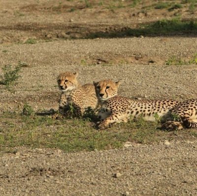 2 DAYS TANZANIA SAFARI LUXURY TO TARANGIRE - NGORONGORO CRATER 2 DAYS TANZANIA SAFARI LUXURY TO TARANGIRE - NGORONGORO CRATER