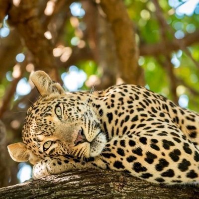 2 DAYS LAKE MANYARA – NGORONGORO CRATER TANZANIA SAFARI TOUR 2 DAYS LAKE MANYARA – NGORONGORO CRATER TANZANIA SAFARI TOUR
