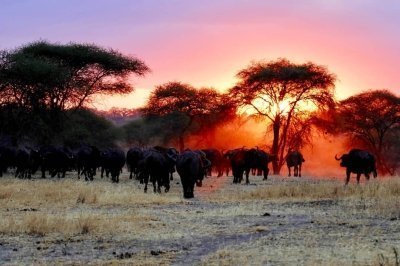 2 DAYS AFRICA TANZANIA SAFARI TARANGIRE - LAKE MANYARA PACKAGE 2 DAYS AFRICA TANZANIA SAFARI TARANGIRE - LAKE MANYARA PACKAGE