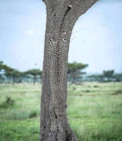 2 DAYS LUXURY TANZANIA SAFARI TARANGIRE N.P - ARUSHA NATIONAL PARKS 2 DAYS LUXURY TANZANIA SAFARI TARANGIRE N.P - ARUSHA NATIONAL PARKS