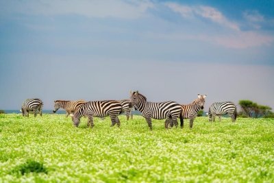 TANZANIA SAFARI LUXURY 2 DAYS ARUSHA N.P - NGORONGORO CRATER TANZANIA SAFARI LUXURY 2 DAYS ARUSHA N.P - NGORONGORO CRATER