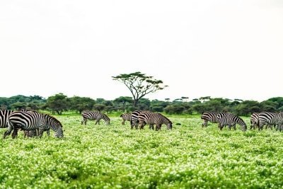 TANZANIA SAFARI TOUR 2 DAYS ARUSHA N.P - LAKE MANYARA TANZANIA SAFARI TOUR 2 DAYS ARUSHA N.P - LAKE MANYARA