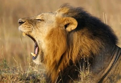 3 DAYS BEST TANZANIA SAFARI TO TARANGIRE, MANYARA & NGORONGORO CRATER 3 DAYS BEST TANZANIA SAFARI TO TARANGIRE, MANYARA & NGORONGORO CRATER