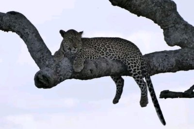 3 DAYS TANZANIA SAFARI | ARUSHA N.P - MANYARA & NGORONGORO CRATER 3 DAYS TANZANIA SAFARI | ARUSHA N.P - MANYARA & NGORONGORO CRATER
