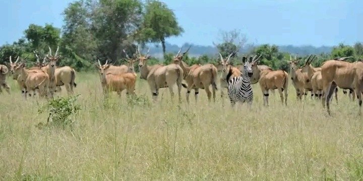 4 DAYS BEST TANZANIA SAFARI LUXURY | LODGE SAFARI | COSTS AND PRICE