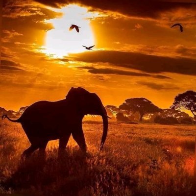 TANZANIA SAFARI SERENGETI - NGORONGORO CRATER 4 DAYS 2022 - 2023 TANZANIA SAFARI SERENGETI - NGORONGORO CRATER 4 DAYS 2022 - 2023