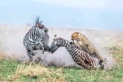 4 DAYS AFRICA TANZANIA SAFARI | LUXURY SERENGETI SAFARI AND PRICE 2022 4 DAYS AFRICA TANZANIA SAFARI | LUXURY SERENGETI SAFARI AND PRICE 2022