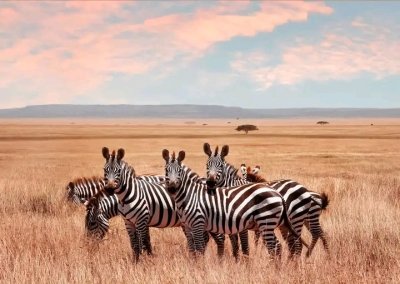 TANZANIA SAFARI 5 DAYS | TANZANIA SERENGETI SAFARI COSTS TANZANIA SAFARI 5 DAYS | TANZANIA SERENGETI SAFARI COSTS