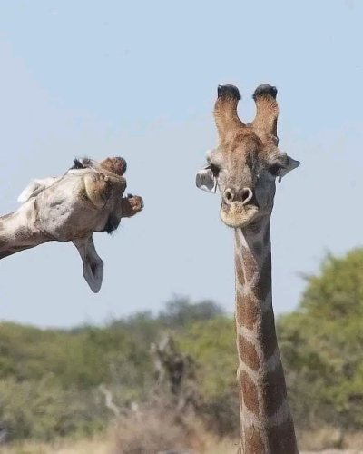 SERENGETI TANZANIA SAFARI 5 DAYS | TANZANIA LUXURY SAFARI COSTS,PRICE SERENGETI TANZANIA SAFARI 5 DAYS | TANZANIA LUXURY SAFARI COSTS,PRICE