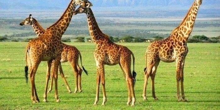 6 DAYS LUXURY TANZANIA SAFARI