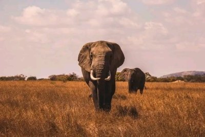 6 DAYS TANZANIA SAFARI TOURS / LUXURY / LODGE / COSTS AND PRICE RANGE 6 DAYS TANZANIA SAFARI TOURS / LUXURY / LODGE / COSTS AND PRICE RANGE