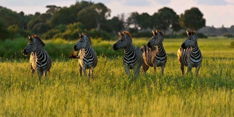 BEST TANZANIA SAFARI PACKAGE 7 DAYS | LUXURY, LODGE SAFARI