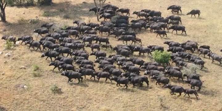 TANZANIA GREAT SERENGETI MIGRATION LUXURY | LODGE SAFARI 9 DAYS