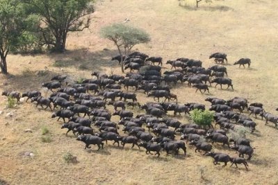 TANZANIA GREAT SERENGETI MIGRATION LUXURY | LODGE SAFARI 9 DAYS TANZANIA GREAT SERENGETI MIGRATION LUXURY | LODGE SAFARI 9 DAYS