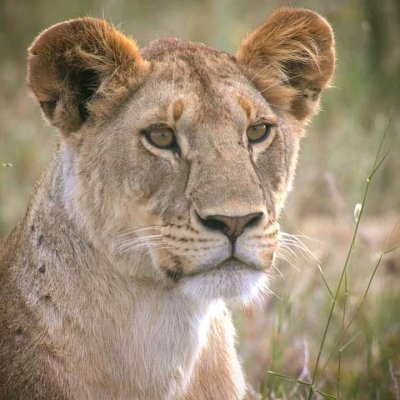 8 DAYS TANZANIA SERENGETI MIGRATION SAFARI PACKAGE 8 DAYS TANZANIA SERENGETI MIGRATION SAFARI PACKAGE