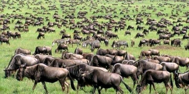 7 DAYS GREAT SERENGETI MIGRATION SAFARI 2022 FROM AUGUST TO OCTOBER