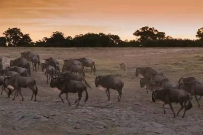5 DAYS GREAT SERENGETI MIGRATION LUXURY | LODGE | CAMPING SAFARI 5 DAYS GREAT SERENGETI MIGRATION LUXURY | LODGE | CAMPING SAFARI